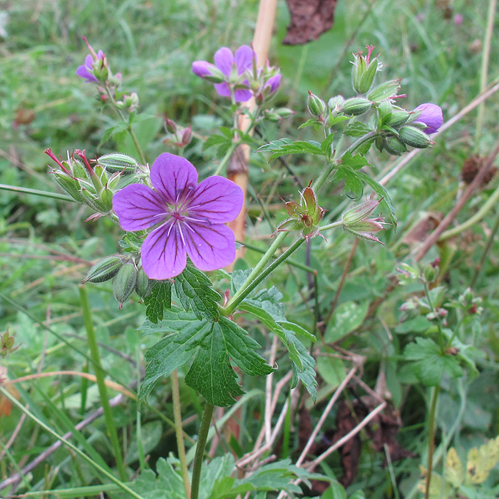 Изображение особи Geranium sylvaticum.