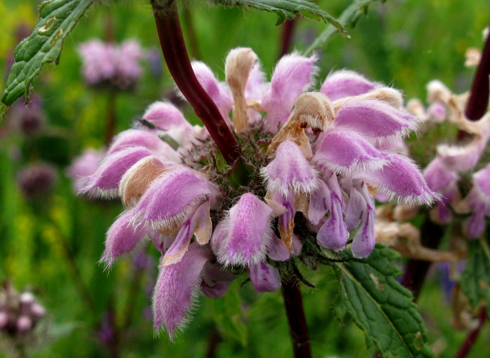 Image of Phlomoides tuberosa specimen.