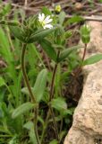 Cerastium holosteoides. Цветущие растения. Крым, Симферополь, Марьино, степной склон. 14 апреля 2012 г.