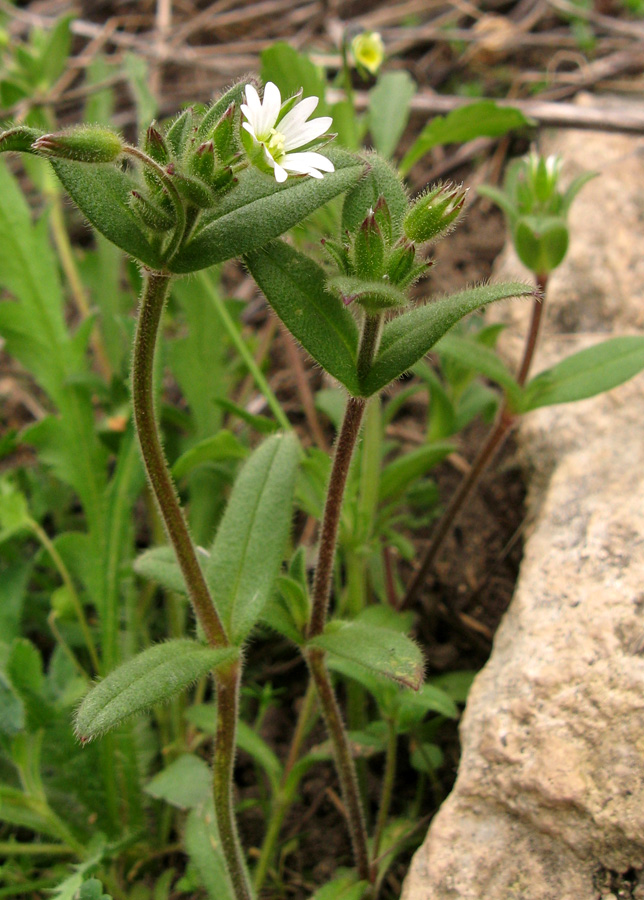 Image of Cerastium holosteoides specimen.