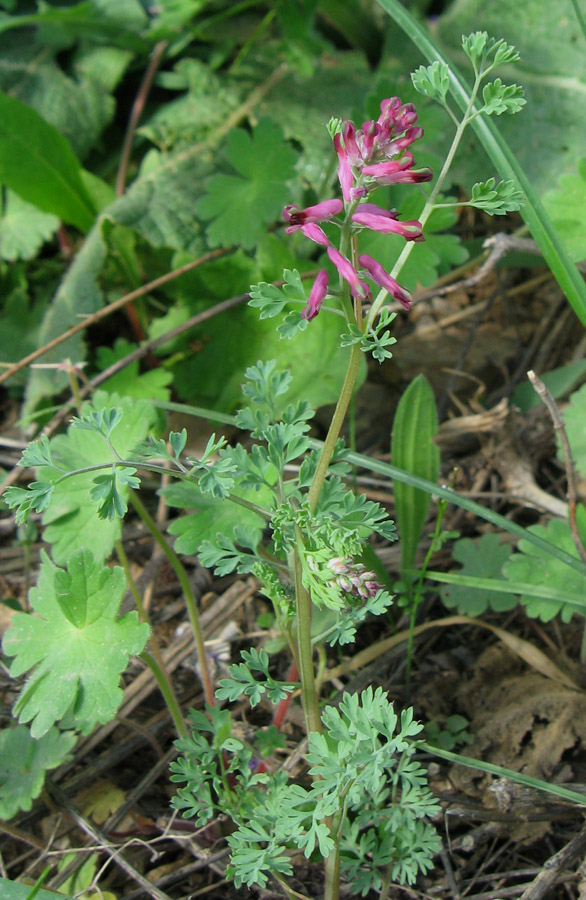 Изображение особи Fumaria officinalis.