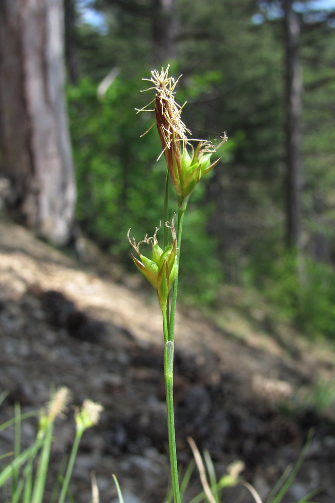 Image of Carex halleriana specimen.