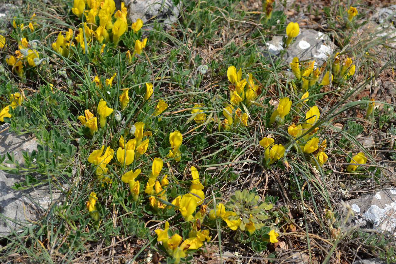 Изображение особи Chamaecytisus wulffii.