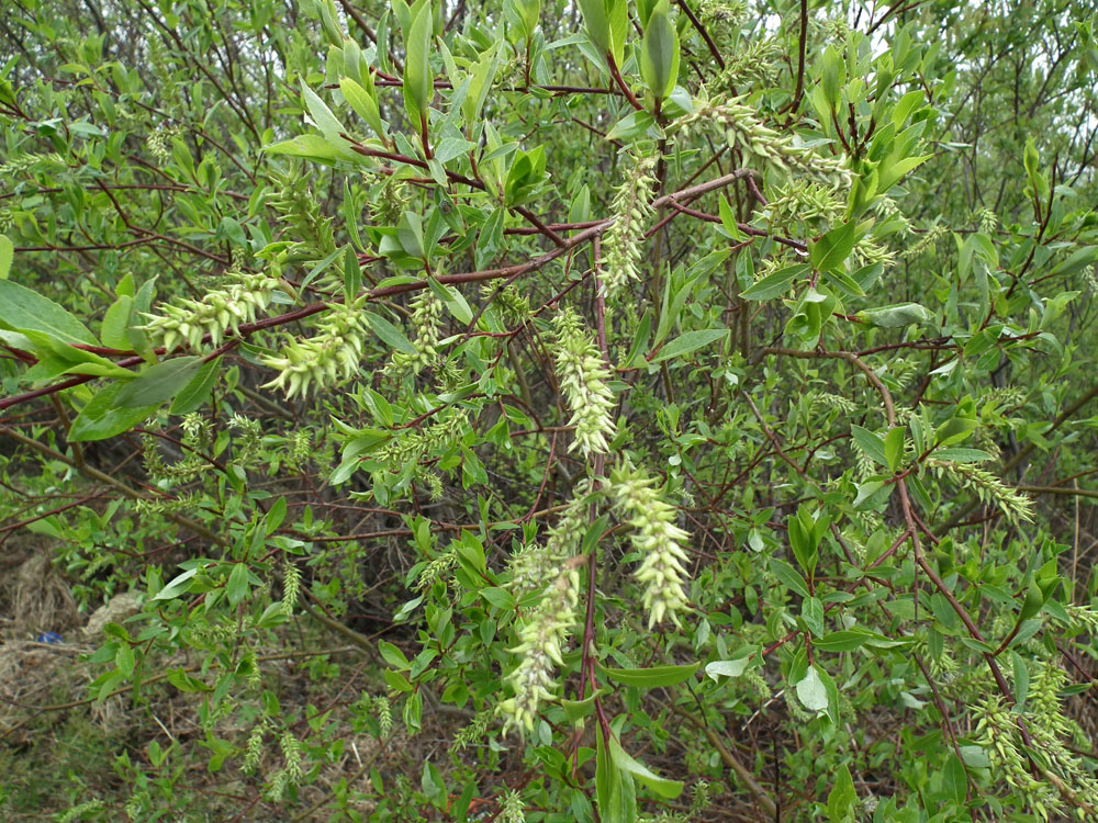 Image of Salix phylicifolia specimen.