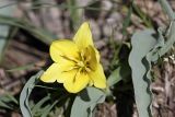 Tulipa lemmersii. Цветок. Южный Казахстан, горы Каракус. 03.04.2012.