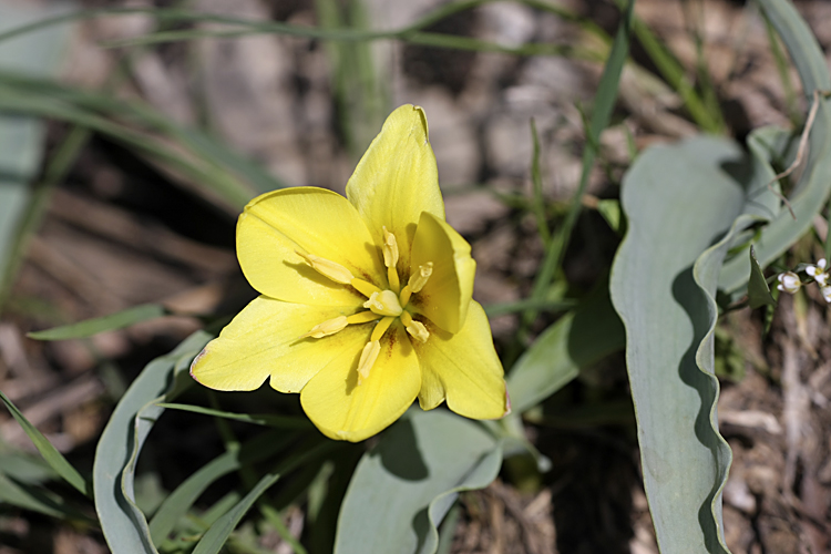 Изображение особи Tulipa lemmersii.