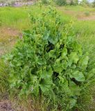 Rumex confertus