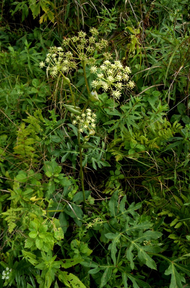 Image of Angelica decursiva specimen.