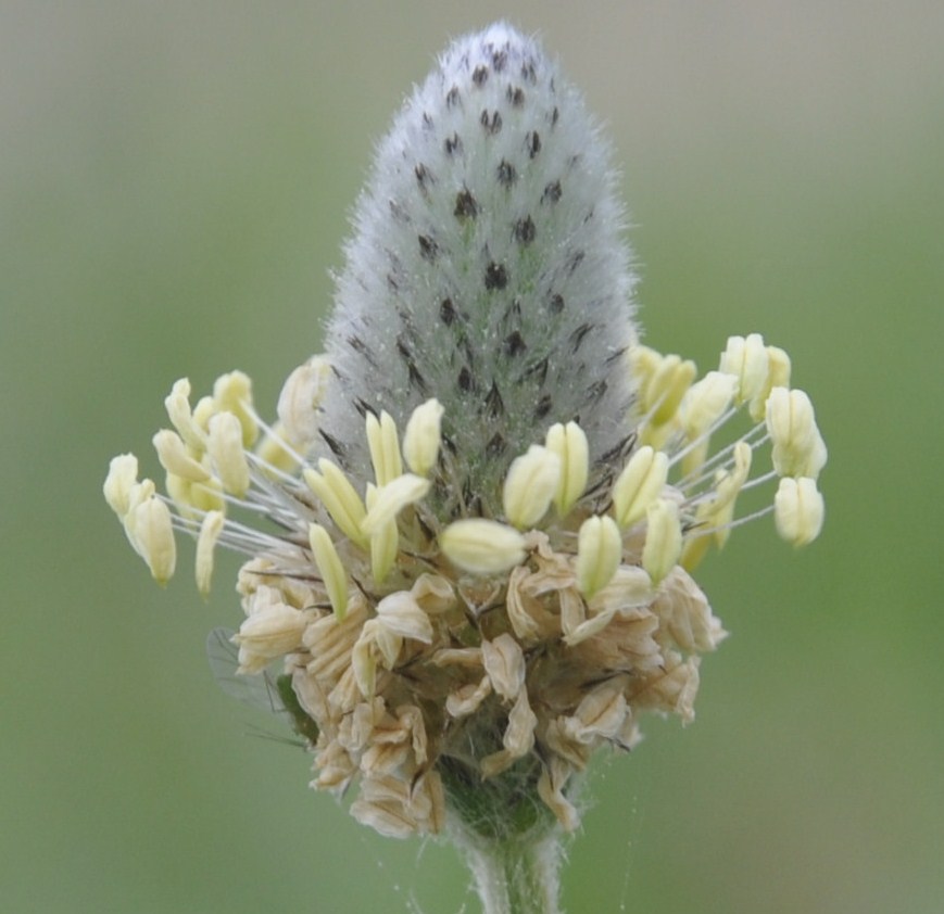 Image of Plantago lagopus specimen.