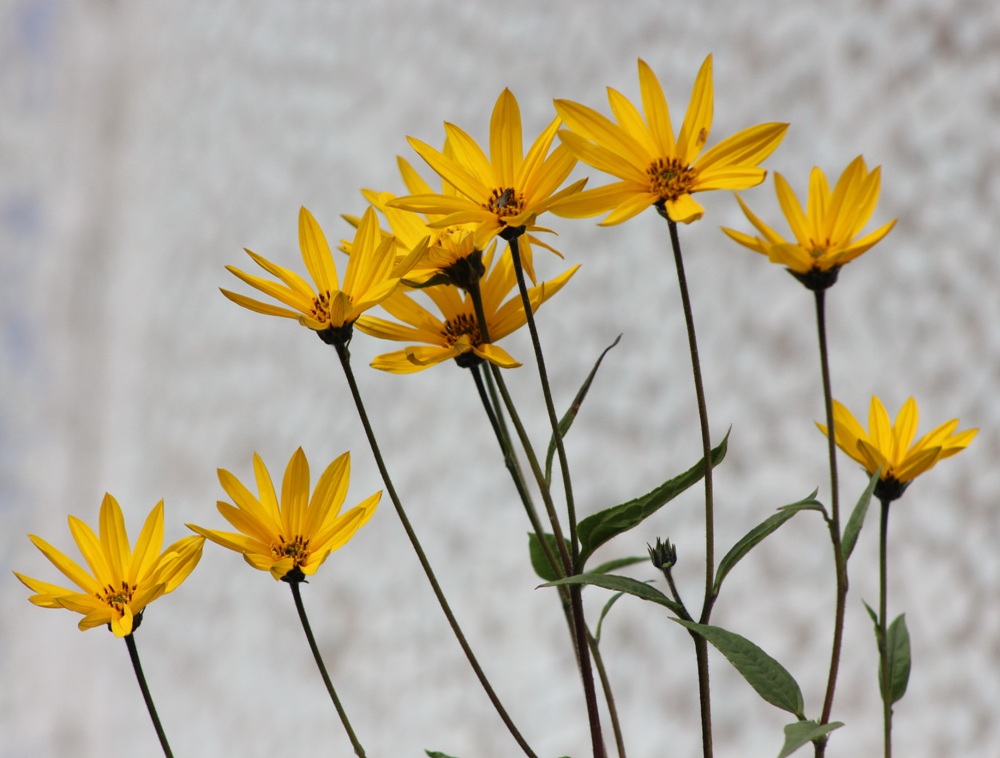 Image of Helianthus tuberosus specimen.