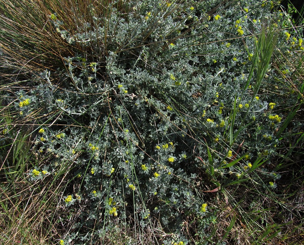 Image of Medicago marina specimen.