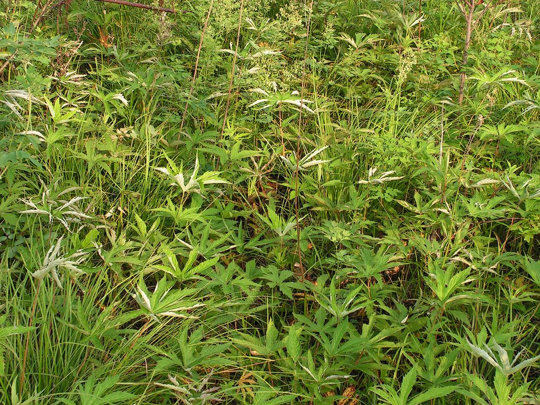 Image of Filipendula palmata specimen.