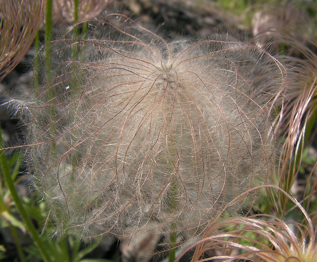 Image of Pulsatilla dahurica specimen.