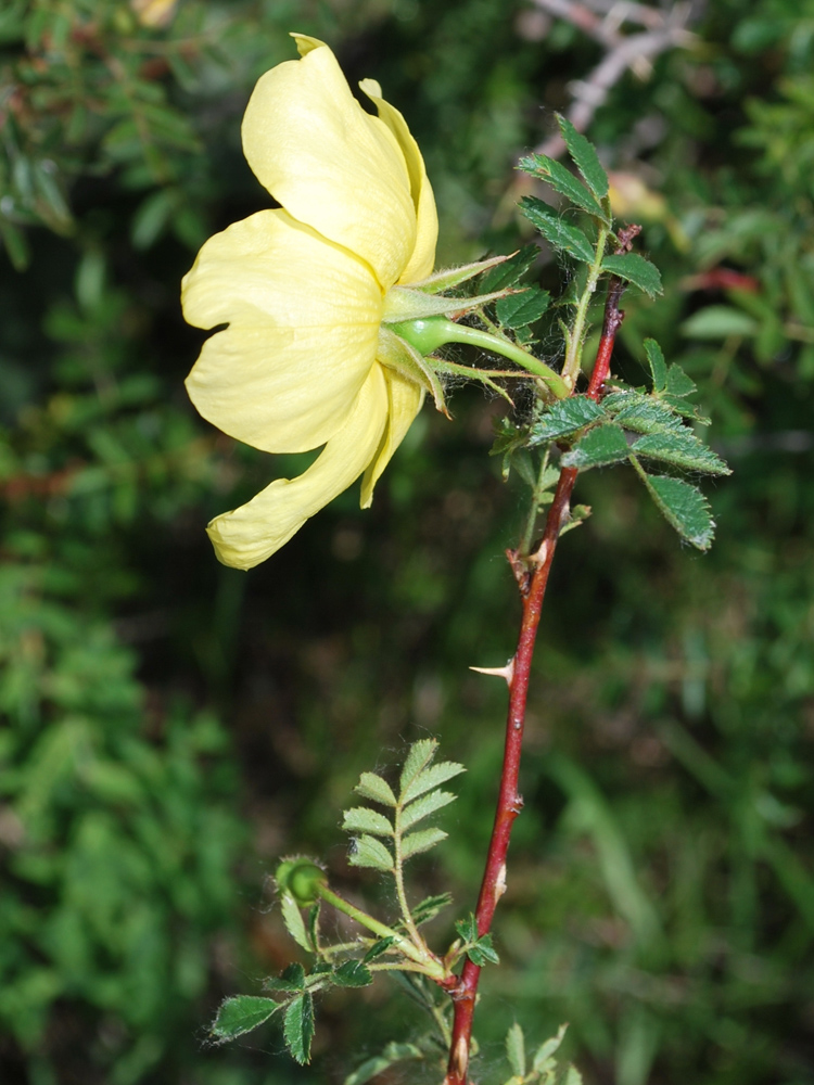 Image of Rosa kokanica specimen.