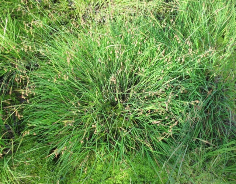 Image of Carex paupercula specimen.