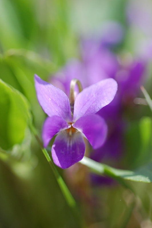 Изображение особи род Viola.