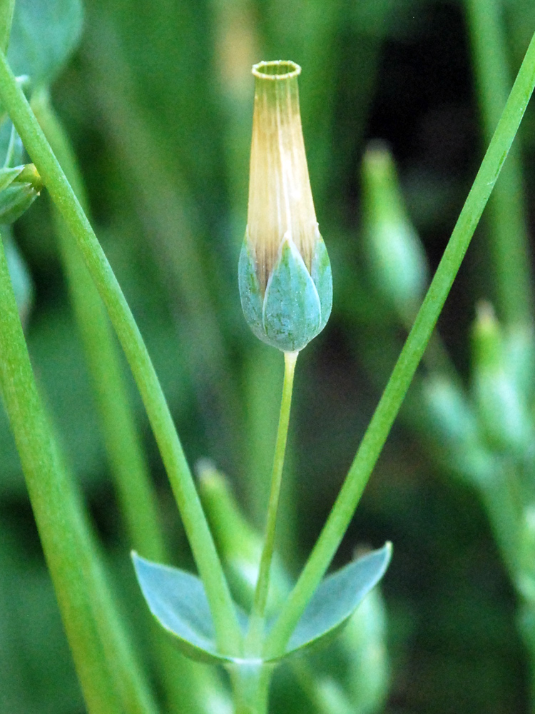 Изображение особи Cerastium perfoliatum.