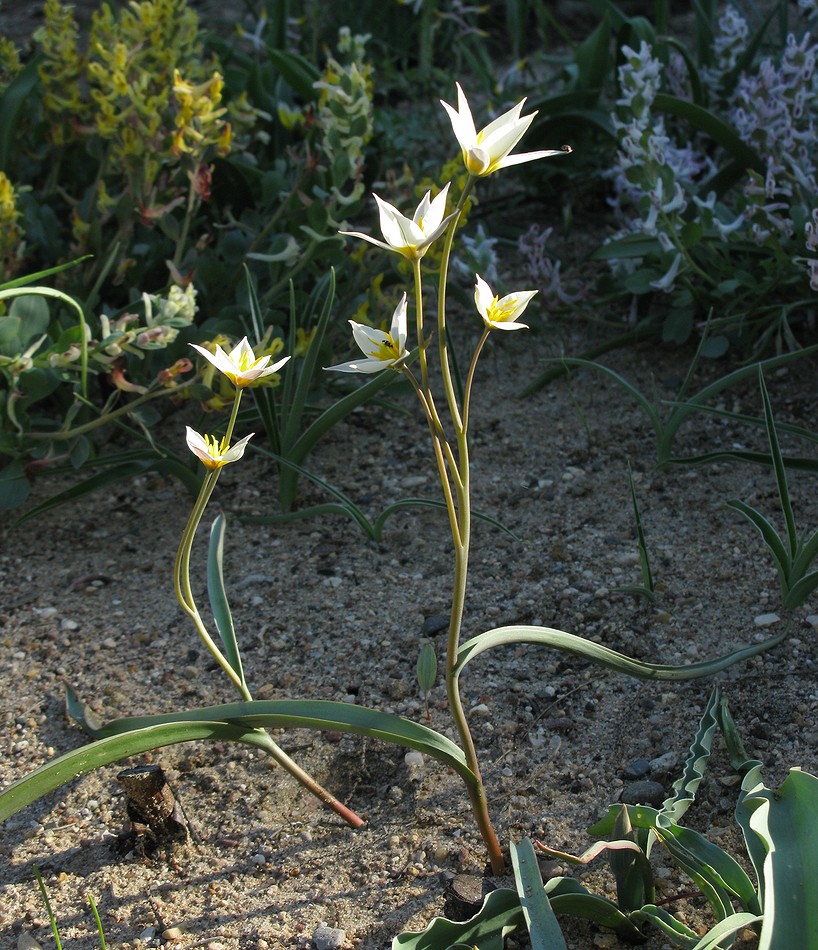 Image of Tulipa bifloriformis specimen.