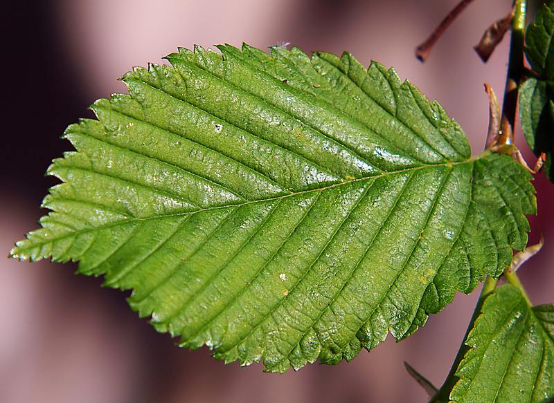 Изображение особи Ulmus laevis.