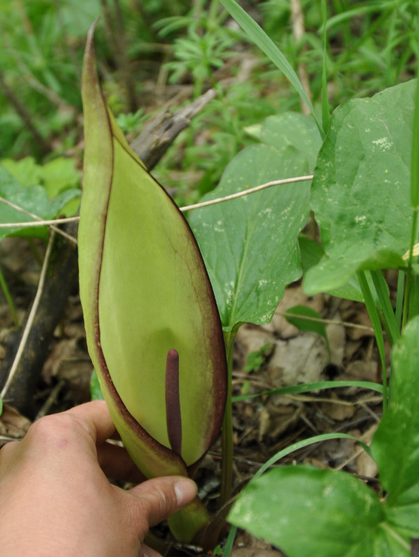 Изображение особи Arum megobrebi.