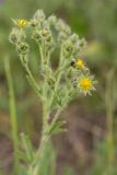 genus Potentilla. Верхушка растения с соцветиями. Ростовская обл., Аксайский р-н, окр. хут. Александровка. 08.06.2013.