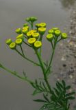 Tanacetum vulgare. Верхушка цветущего растения. Крым, Белогорский р-н, окр. с. Земляничное, у дороги. 23 июня 2013 г.