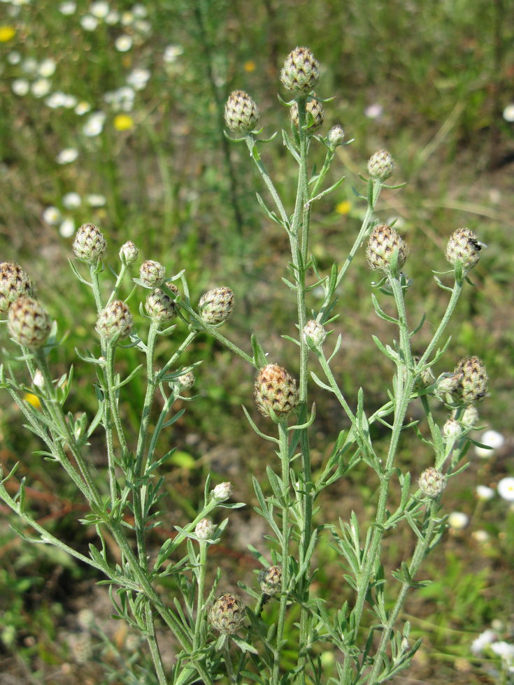 Изображение особи Centaurea stoebe.