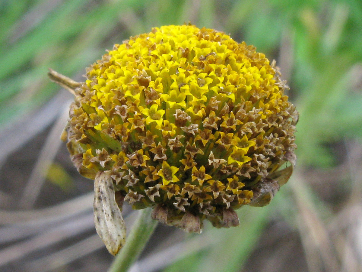 Image of Anthemis tinctoria specimen.