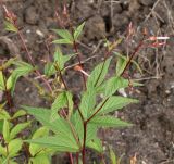 Gillenia trifoliata. Побег с раскрывающимися соцветиеми. Германия, г. Krefeld, Ботанический сад. 10.06.2013.