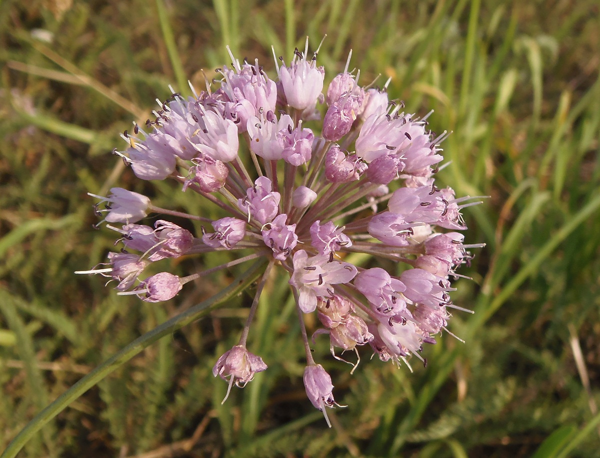 Image of Allium lusitanicum specimen.