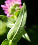 Lythrum salicaria. Оборотная сторона листа. Подмосковье, окр. г. Одинцово, смешанный лес. Август 2013 г.