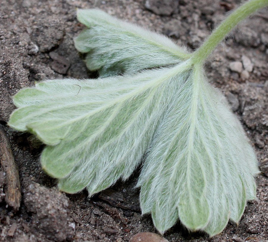 Image of Potentilla megalantha specimen.