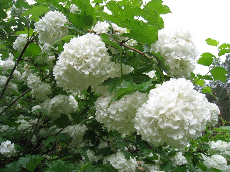 Изображение особи Viburnum opulus f. roseum.