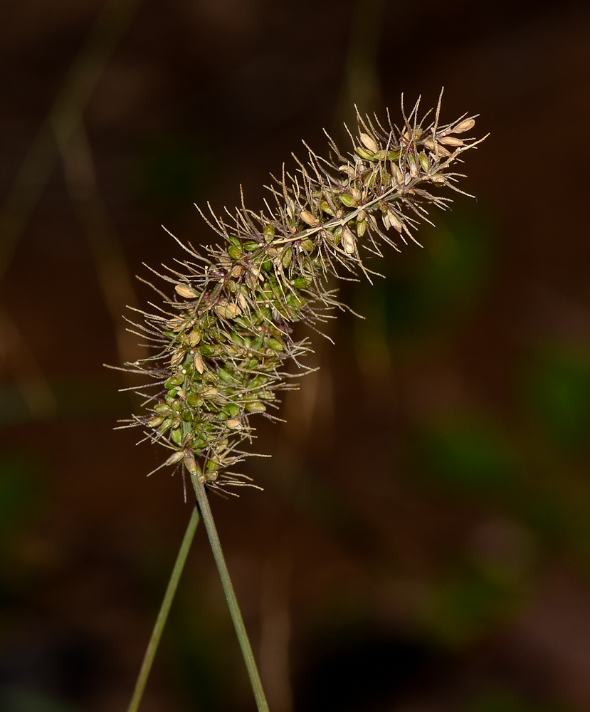 Image of Setaria adhaerens specimen.