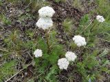 Pachypleurum alpinum