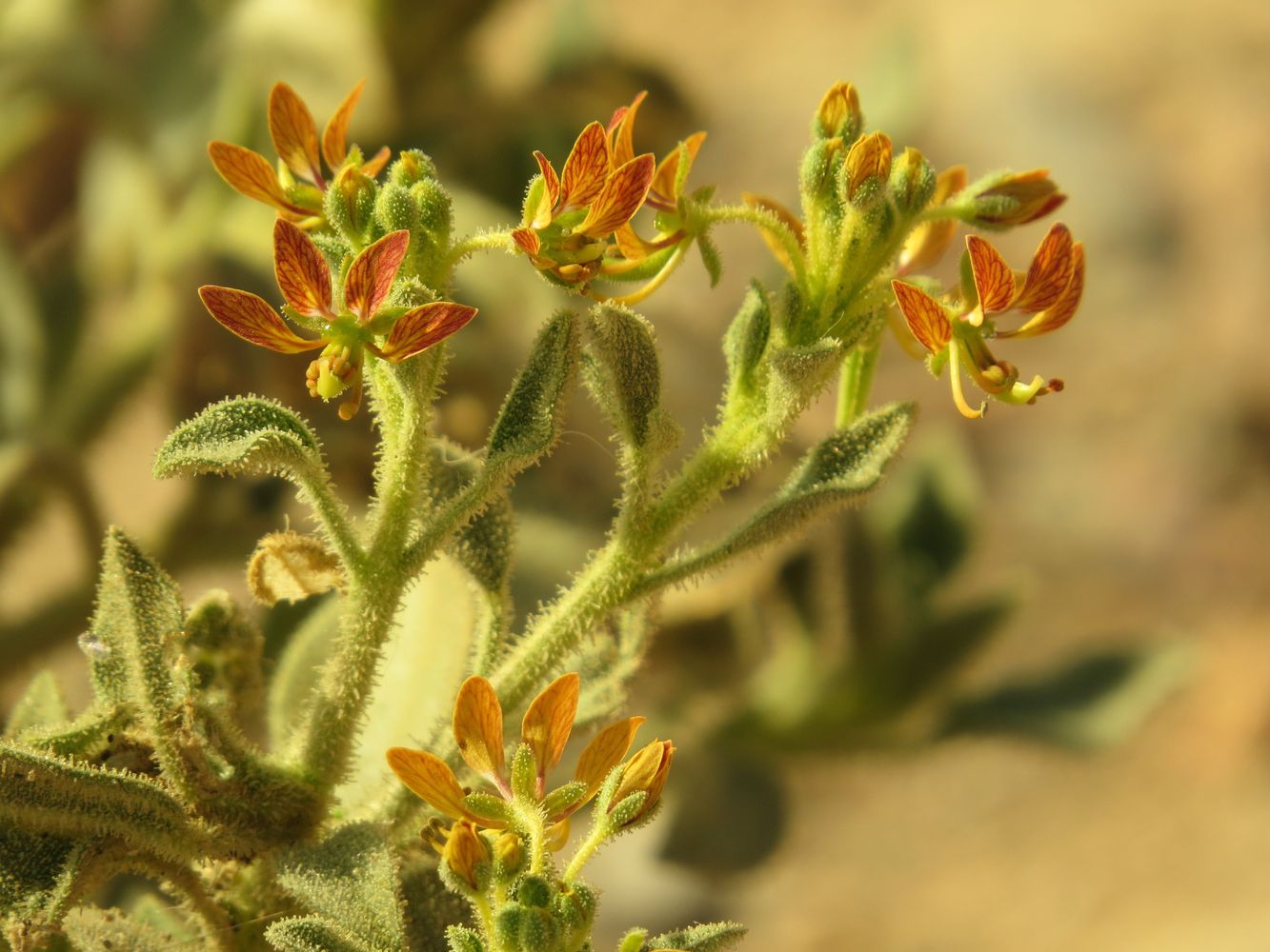 Image of Cleome arabica specimen.