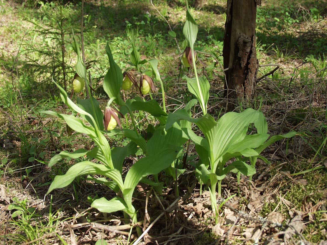 Image of Cypripedium calceolus specimen.