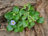 Exacum affine. Цветущее растение. Сокотра, плато Хомхи. 29.12.2013.