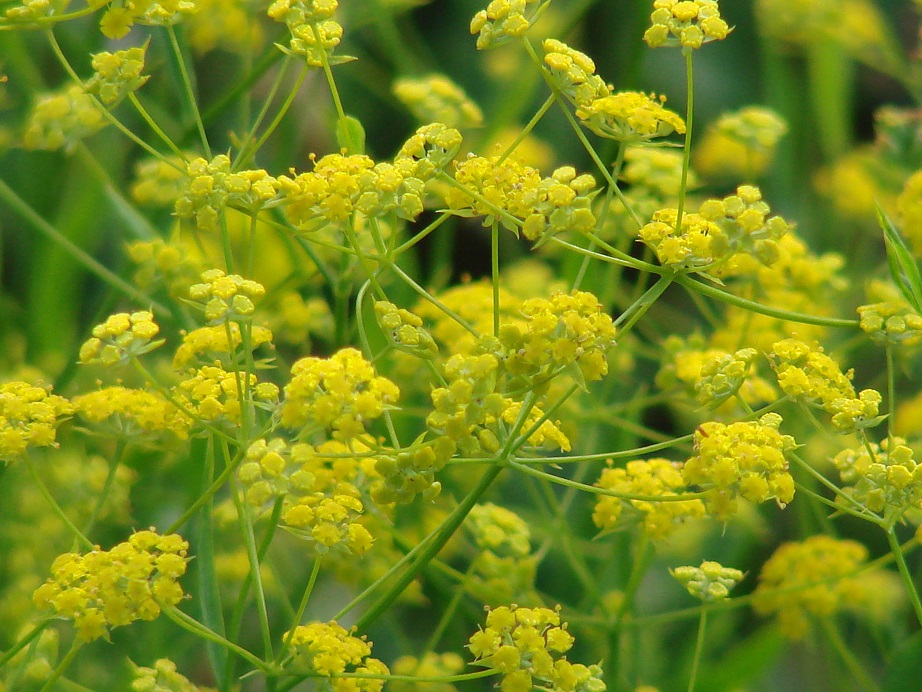 Изображение особи Bupleurum scorzonerifolium.