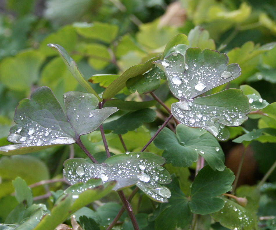 Image of Aquilegia vulgaris specimen.