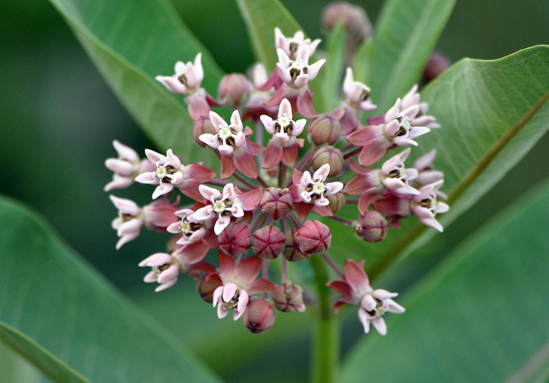 Изображение особи Asclepias syriaca.