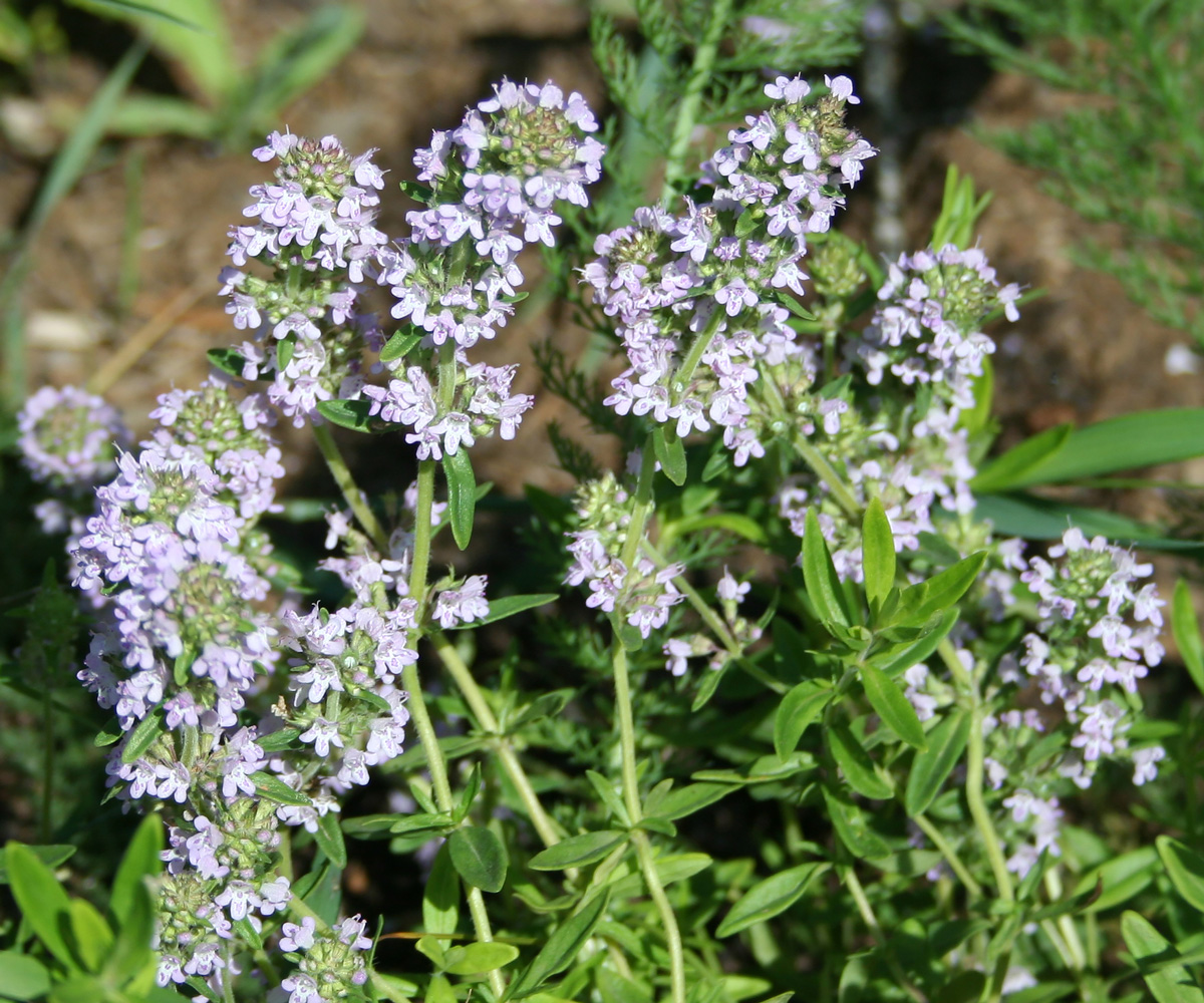 Image of Thymus marschallianus specimen.