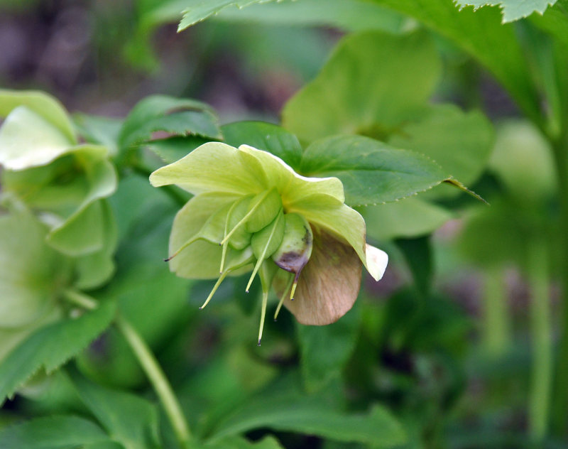 Image of Helleborus caucasicus specimen.