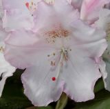 Rhododendron yakushimanum. Цветок. Германия, г. Дюссельдорф, Ботанический сад университета. 04.05.2014.