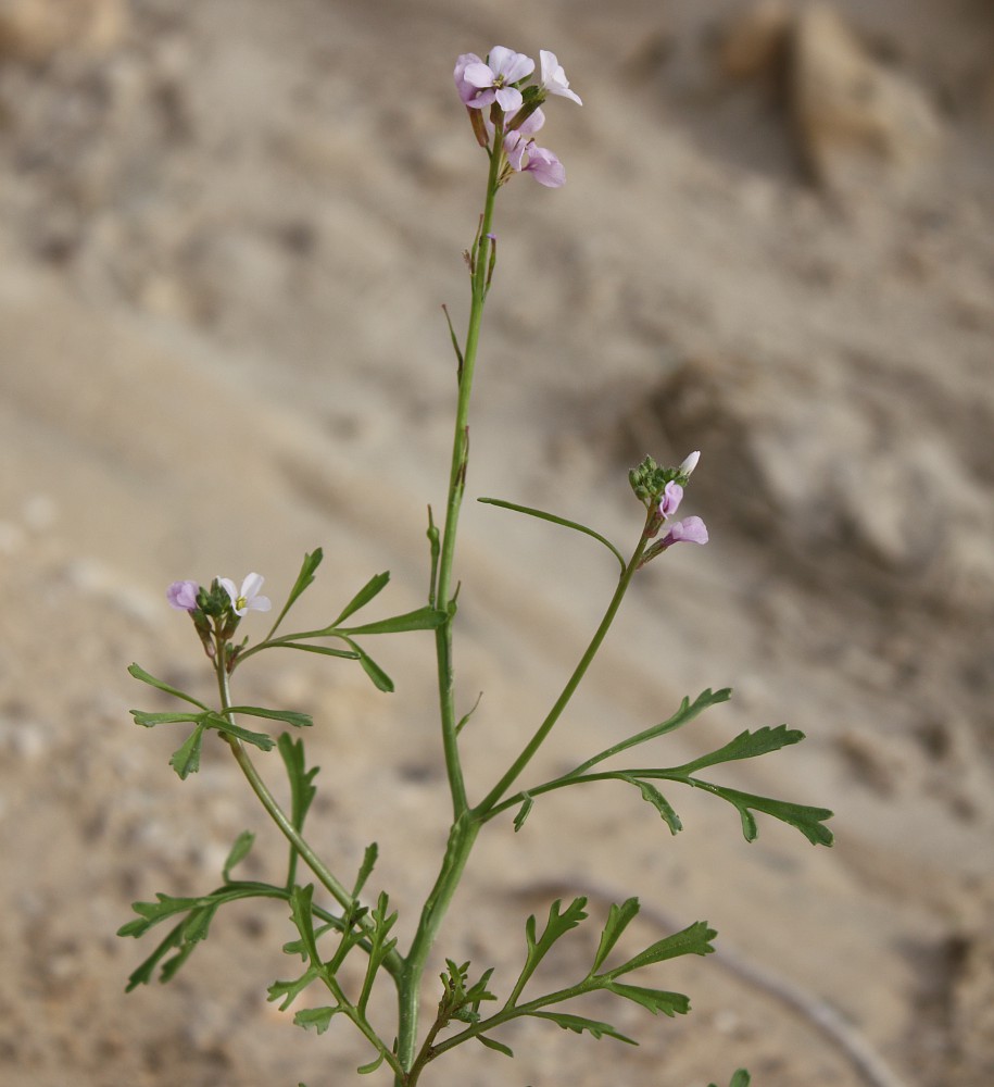 Image of Erucaria rostrata specimen.