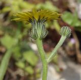 Picris pauciflora. Верхушки побегов с соцветиями. Греция, Халкидики. 02.05.2014.