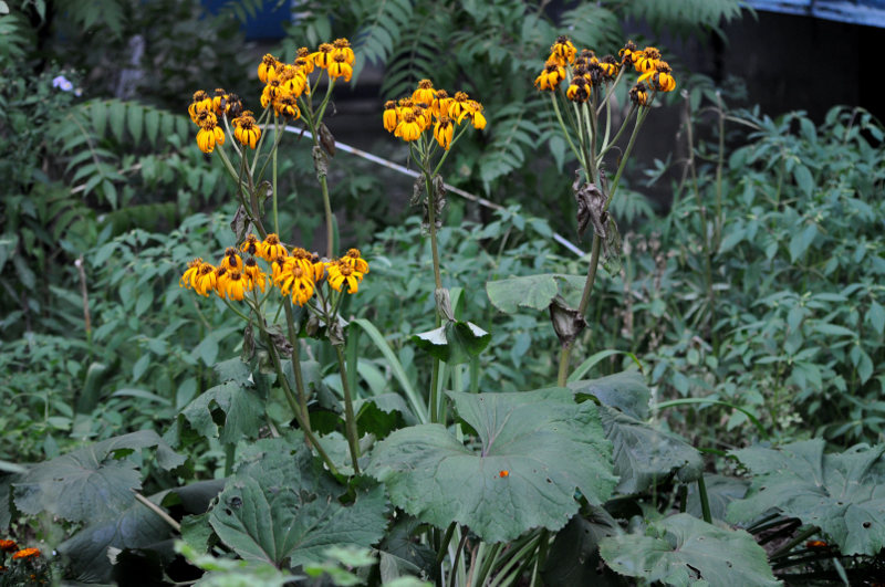 Изображение особи Ligularia dentata.