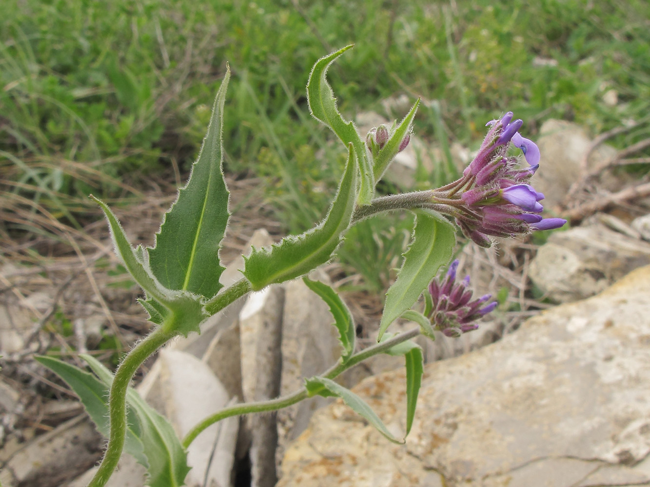 Image of Hesperis pseudocinerea specimen.