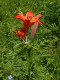 Lilium pensylvanicum