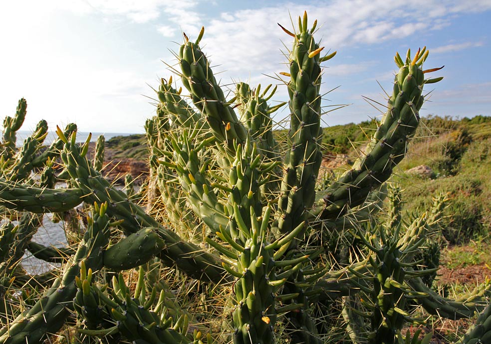 Image of Austrocylindropuntia subulata specimen.